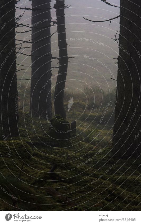 Restlichtverwertung im Nebel am Waldesrand mit Baumstrunk Waldboden Moos Moosteppich natürlich düster beängstigend düster horror mystisch Natur Herbst Pflanze