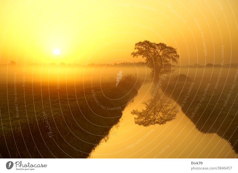 Sonnenaufgang über den Wümmewiesen Wiese Feuchtwiese Farbfoto Natur Außenaufnahme Menschenleer Tag Landschaft Umwelt Gras natürlich Pflanze Himmel Sträucher