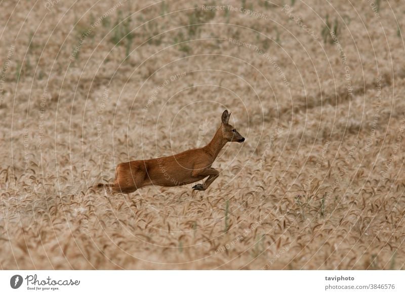 weibliche Rehe, die im Weizenfeld laufen Tier Rogen Frau Säugetier schön Kapreolus Fauna Hirsche Wildnis Landschaft Wiese springen natürlich Hintergrund