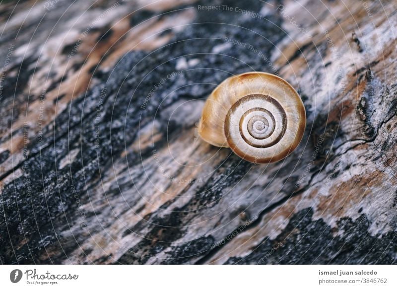 kleine braune Schnecke auf dem Stamm in der Natur im Herbst Riesenglanzschnecke Kofferraum Tier Wanze Insekt Molluske wenig Panzer Spirale Garten im Freien