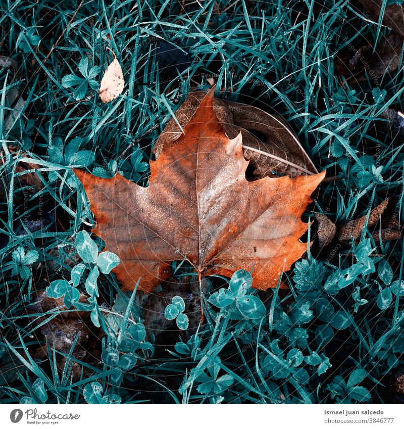 ahornbraunes Blatt auf dem grünen Gras in der Herbstsaison Ahorn trocknen Boden Natur natürlich Laubwerk texturiert im Freien Hintergrund fallen Saison