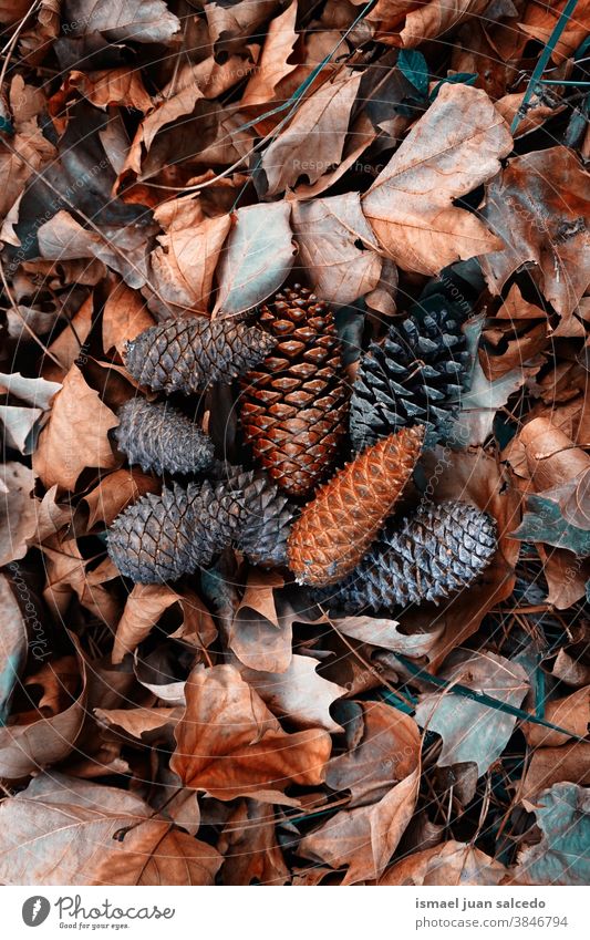 braune Blätter und Kiefernzapfen auf dem Boden in der Herbstsaison Blatt trocknen Natur natürlich texturiert im Freien Hintergrund fallen Winter Weihnachten