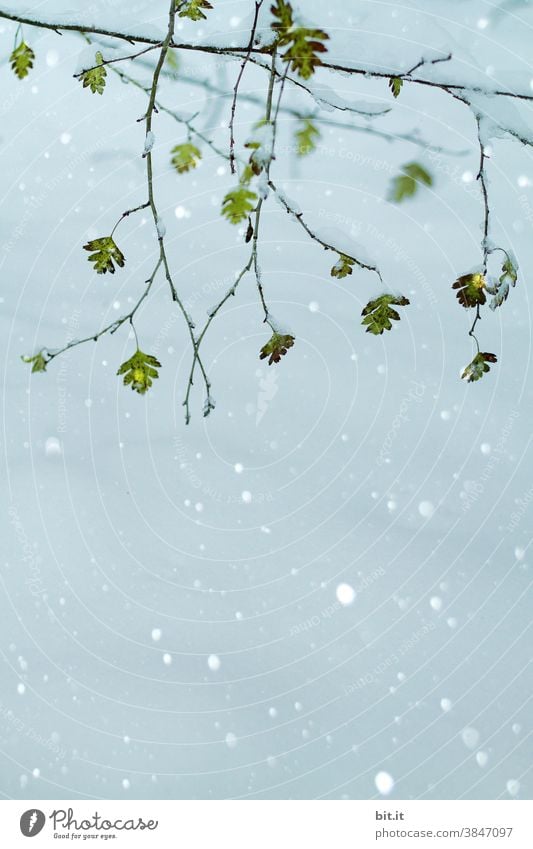 Blätter im Schnee Blätterdach Blatt Blattgrün Äste Zweig Zweige u. Äste Ast Grünpflanze frisch hängen hängend Pflanze Natur Baum Wachstum Umwelt Wald Winter