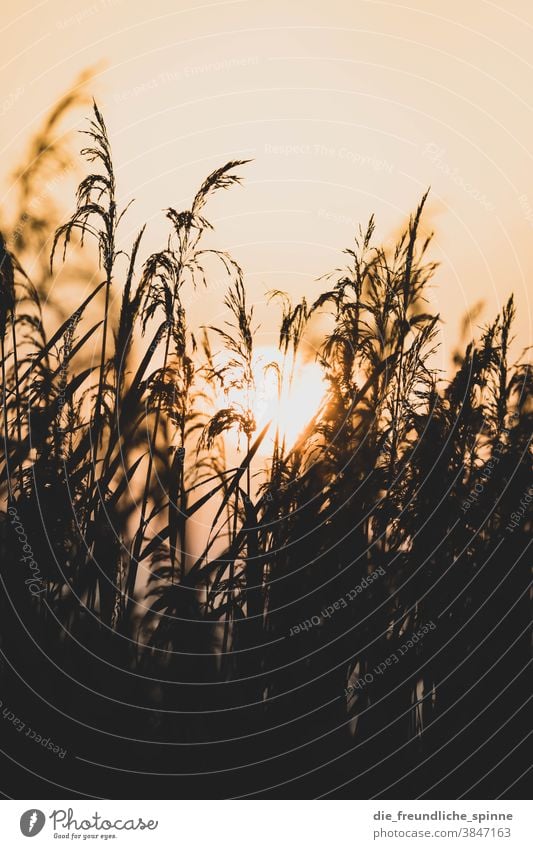 Sonnenaufgang Schilf I Wasser Pflanze Farn Sonnenuntergang Gegenlicht Licht schwarz gelb kontrast natur Außenaufnahme Natur Farbfoto Kontrast Sonnenlicht