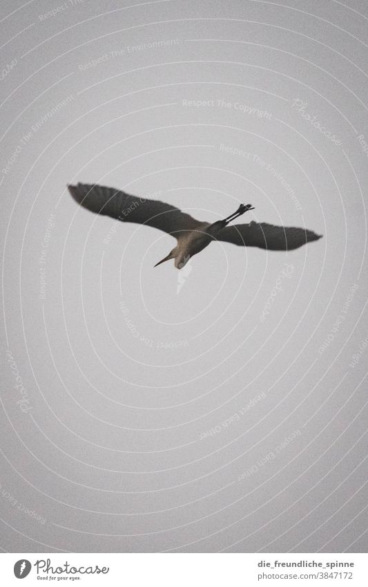 Silberreiher III Reiher Vogel Tier Natur Farbfoto Außenaufnahme blau himmel fliegen unten Umwelt Wildtier natürlich flügel Flügel Tierporträt linum Feder