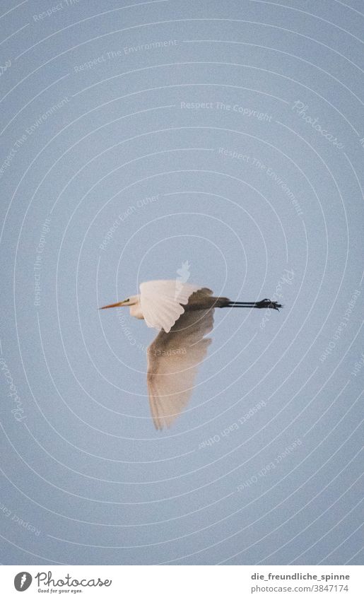 Silberreiher I Reiher Vogel Tier Natur Farbfoto Außenaufnahme blau himmel fliegen unten Umwelt Wildtier natürlich flügel Flügel Tierporträt linum Feder Freiheit