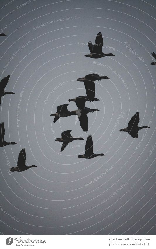 Gänse fliegen in den Winter I Vogel Tier Natur Farbfoto Außenaufnahme blau himmel unten Umwelt Wildtier natürlich flügel Flügel Tierporträt linum Feder Freiheit