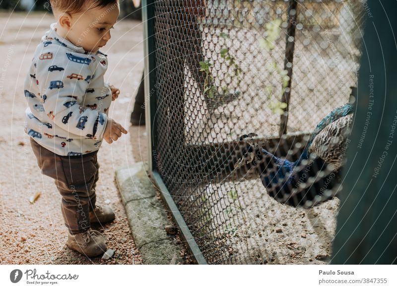 Kleinkind schaut Pfau an 0-09 Jahre Lernen und Wissen authentisch Herbst lässig Kaukasier Kind Farbe Neugier Tag Bildung Genuss Umwelt erkunden Familie Glück