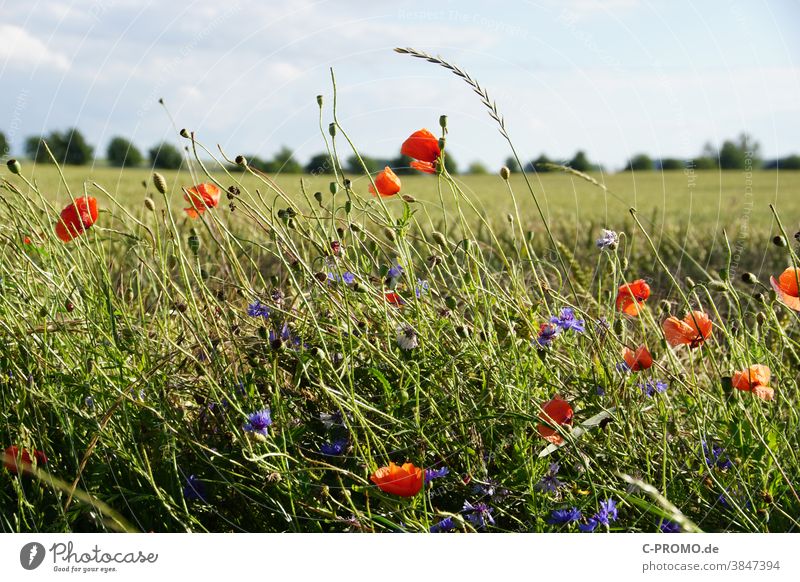 Blumenstreifen am Feldrand Sommer blumen mohn getreide agrar insektensterben blumenstreifen kornblumen Wildblumen Blühstreifen