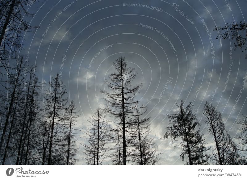 Abgestorbener Wald aus toten Fichten mit heruntergefallener Borke Vogel Aves abgestorbene Bäume busch tree pinus pinie pine Himmel Sommer Frühling Baumsterben