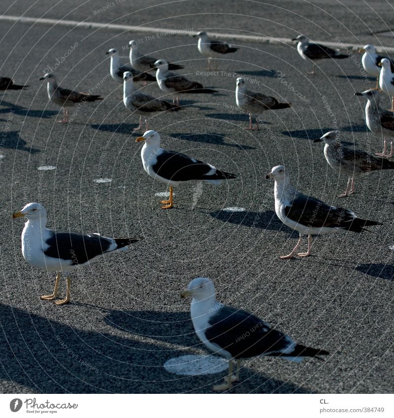 mittagspause Natur Sommer Schönes Wetter Straße Tier Wildtier Vogel Tiergesicht Flügel Möwe Tiergruppe Schwarm beobachten stehen warten Zusammensein Neugier