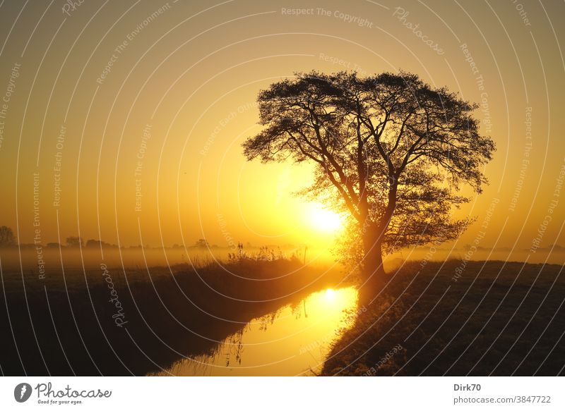 Sonnenaufgang mit Baum, Bach und nebliger Wiese Sonnenaufgang - Morgendämmerung Landschaft Herbst Silhouette Graben Feuchtwiese Gras Grasland Schilf Nebel