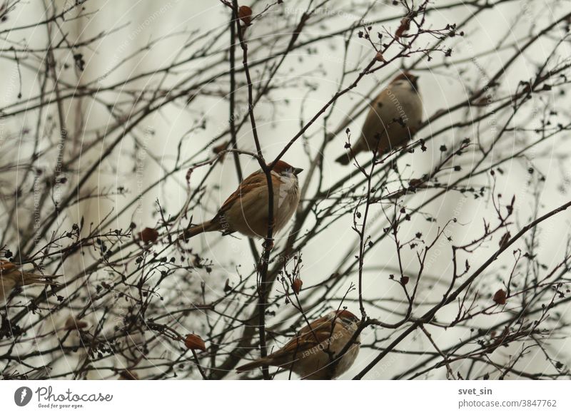 Ein Schwarm brauner, flauschiger Spatzen sitzt an einem Herbsttag in einem Busch zwischen kahlen Zweigen und trockenen schwarzen Beeren vor einem bewölkten Himmel. Passer montanus oder eurasischer Feldsperling.