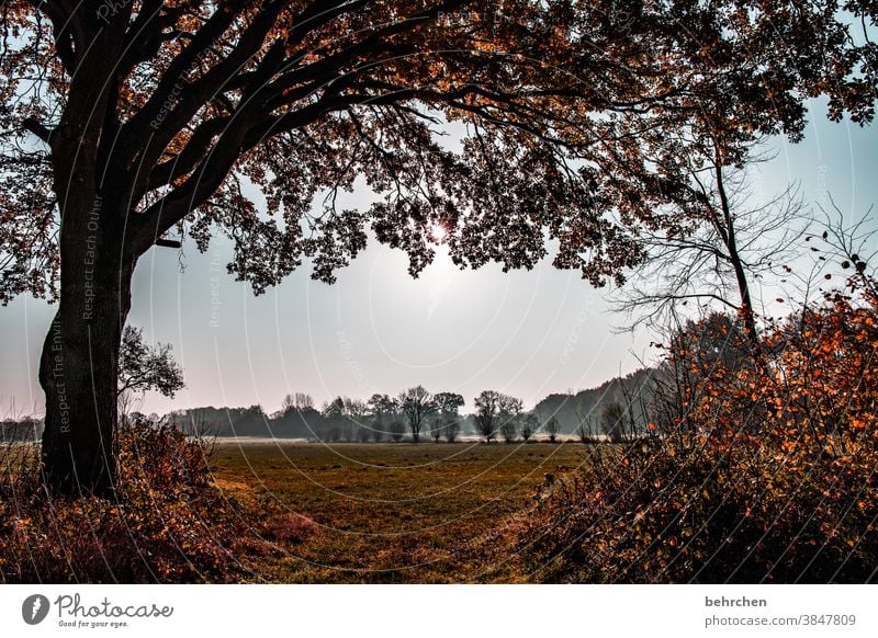 herbststille Herbstlandschaft Blätter Herbstwetter fallende Blätter Sonnenlicht Kontrast Licht Außenaufnahme Farbfoto schön fantastisch Wald Sträucher Blatt