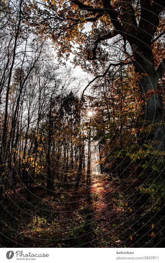 am ende ist licht Idylle herbstspaziergang Herbstfärbung herbstlich Herbststimmung Jahreszeiten Herbstlaub ruhig Schönes Wetter Wege & Pfade Menschenleer Umwelt