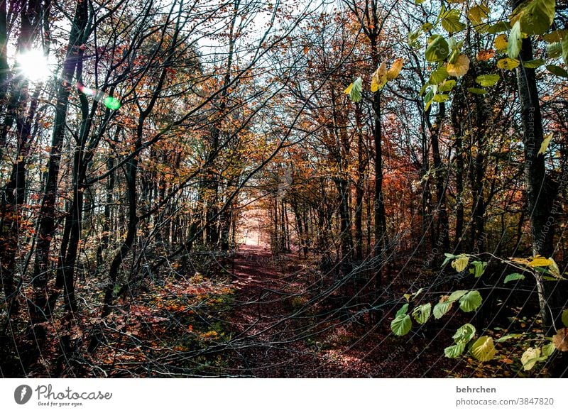 lichtblick Herbstlandschaft Herbstwetter Blätter Herbstwald Sonnenstrahlen Idylle Blauer Himmel herbstspaziergang Herbstfärbung herbstlich Herbststimmung