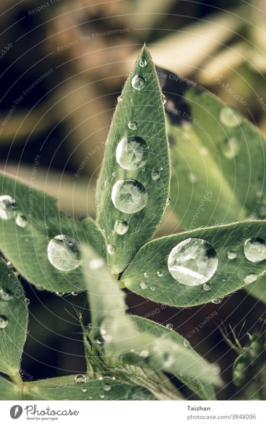 grünes Gras mit Wassertropfen in Nahaufnahme Blatt Hintergrund Rasen Tropfen Wachstum Regen Sonne nass Bokeh hell Tau Frische Makro Wiese Natur Umwelt frisch