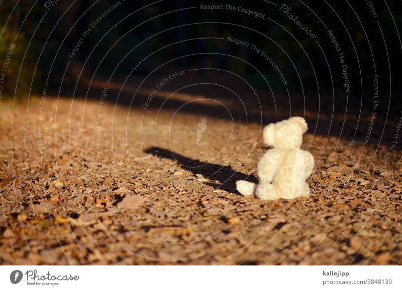 the winner takes it all Teddybär Bär Spielzeug braun Stofftiere Kindheit sitzen Tag Farbfoto Einsamkeit Spielen Natur Baum chillen schlafen bärlin Tier