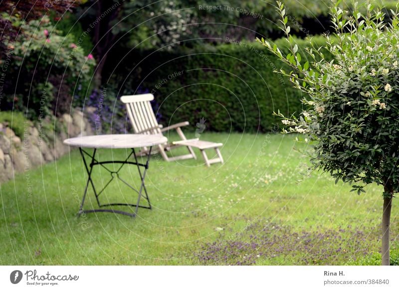 Warten Pflanze Sommer Baum Hecke Garten Wiese Erholung warten grün Außenaufnahme Gartenmöbel Holztisch Liegestuhl Farbfoto Menschenleer Textfreiraum unten