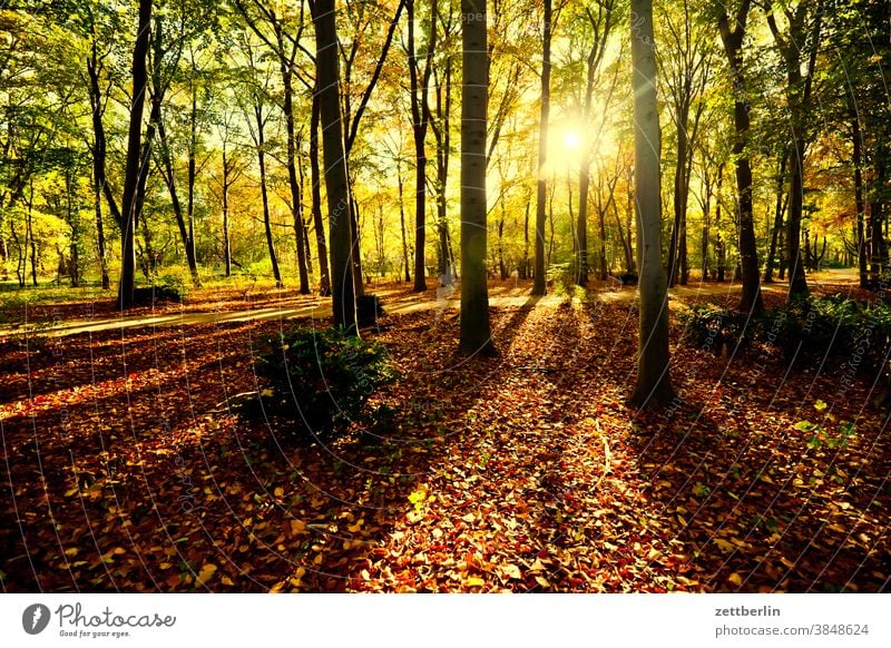 Großer Tiergarten im Herbst baum berlin blenden busch dschungel gegenlicht großer tiergarten grün herbst herbstlaub laubfärbung park sonne stadtpark stamm wald