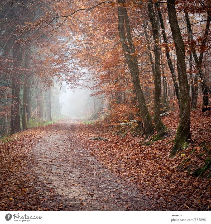 Im Herbst Ausflug Abenteuer Umwelt Natur Landschaft Nebel Baum Wald Wege & Pfade kalt Stimmung Leben Vergänglichkeit Wandel & Veränderung Zukunft Laubwald