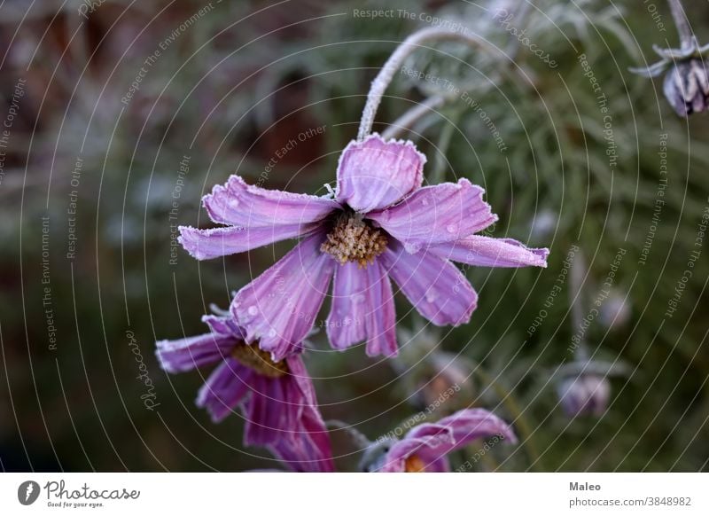 Kosmos blüht nach den ersten Herbstfrösten Schmuckkörbchen Blume Hintergrund Eis kalt Frost Natur gefroren weiß Muster Schnee Raum Flora Wasser abstrakt blau