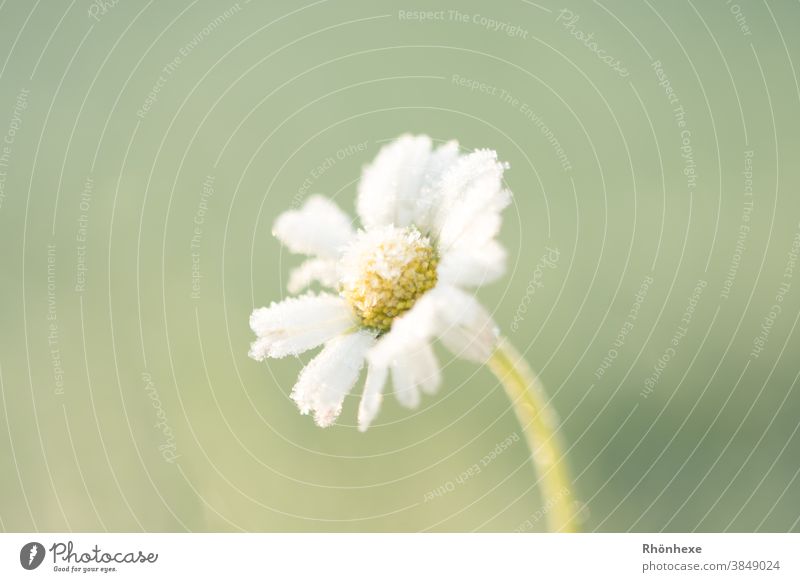 Ein kleines Gänseblümchen mit einem Überzug vom ersten Frost Rauhreif Herbst Natur Blume Garten Pflanze Menschenleer Morgen im Freien gelb natürlich Farbe Flora