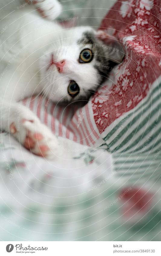 Achtung angriffslustig Katze Katzenbaby Kater katzenhaft Katzenkopf Haustier niedlich Hauskatze Blick Tiergesicht beobachten Blick in die Kamera Neugier schön