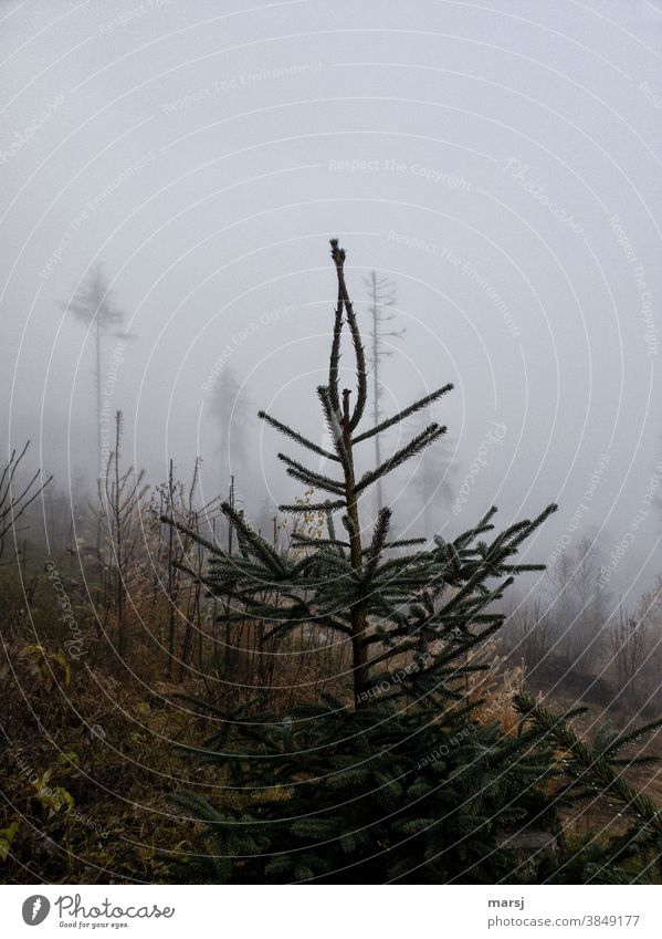 Die kleine Fichte verschränkte die stacheligen Zweige und drehte eine leicht benebelte Pirouette Nebel Nebelstimmung trüb Natur Landschaft Baum Herbst