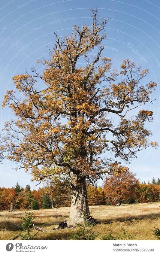 Alter Ahorn, alter Ahorn baum Berg-Ahorn Bergahorn Gras herbst Himmel laubbäume Herbst Herbstlaub Bäume blau hell laubabwerfende Bäume farbenfroh trocken duerr