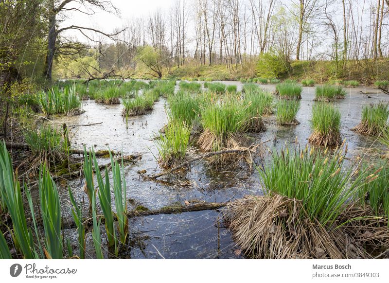 Altwasser, Rückstau Auwald herbst naturschutz naturschutzgebiet Wald Alpen Herbst Bayern bayou segnungen bulte bulten feucht grün Grün horste nass Natur