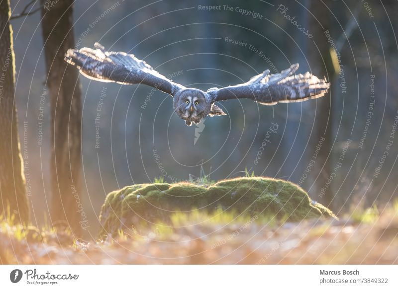 Bartkauz, Strix nebulosa, Steinkauz Eule Eulen Eulenvogel Flug gegenlicht Greifvoegel Greifvogel Raubvoegel Strix-Nebulosa Vögel Abendlicht Tier Tiere Vogel