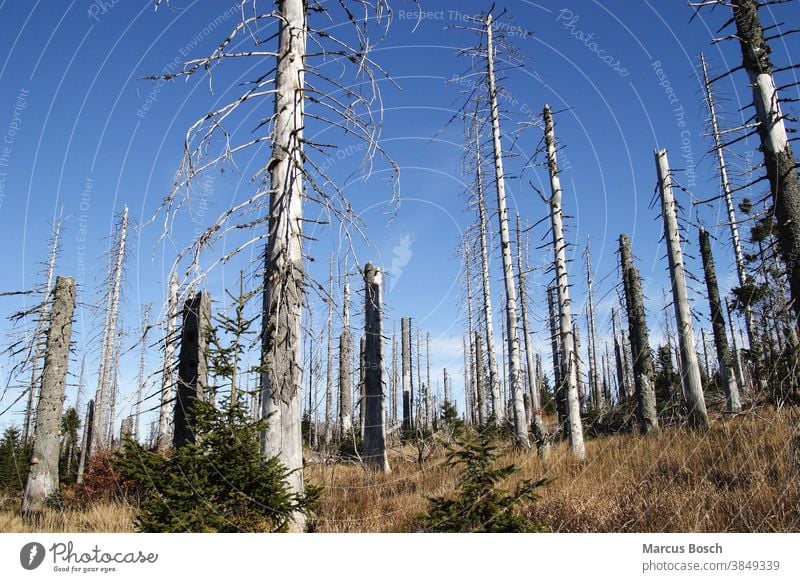 Baumsterben, Waldsterben baum Böhmen Böhmer Böhmerwald böhmen tot herbst Himmel holz Luftverschmutzung Nadelbäume Nadelbaum sumava Todholz Totholz Waelder