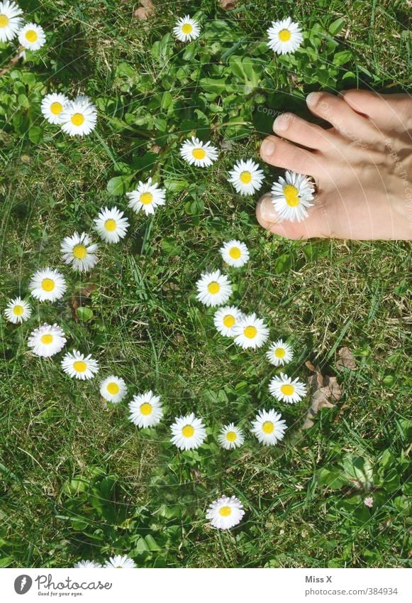 Liebe mit Füßen treten Körperpflege Pediküre Mensch Fuß Blume Wiese Blühend Duft Gefühle Stimmung Frühlingsgefühle Verliebtheit Romantik Gänseblümchen Herz