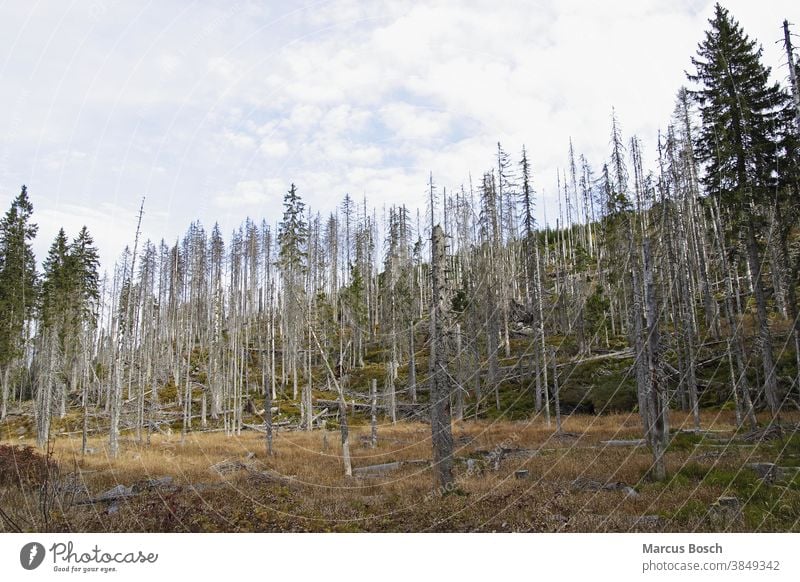 Baumsterben, Waldsterben baum Böhmen Böhmer Böhmerwald böhmen tot herbst Himmel holz Luftverschmutzung Nadelbäume Nadelbaum sumava Todholz Totholz Waelder