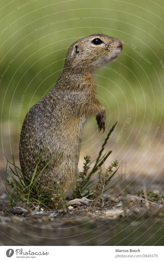 Ziesel, Spermophilus, Europäisches Ziesel-Eichhörnchen Ausschau Zitronenbaum Erdhörnchen Erdmaennchen Europäischer Ziesel Europaeischer Ziesel Gras Grassteppe