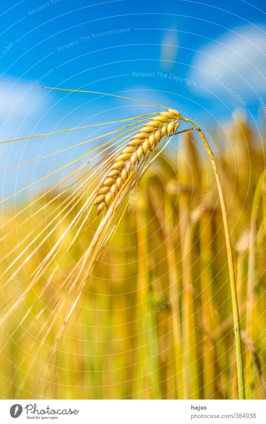 Gerste Lebensmittel Getreide Sommer Landwirtschaft Forstwirtschaft Pflanze Wolken Schönes Wetter Nutzpflanze Feld gold himmel Ähren golden cereal essen