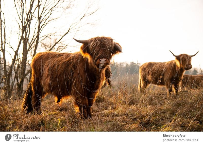 Schottische Hochlandrinder im Gegenlicht der Abendsonne hochlandrind hochlandrinder kuh kühe kalb fell braun wiese weide gras natur gräser futter fressen