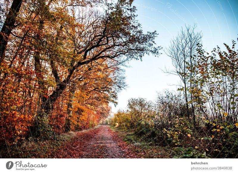 herbstweg Blätterdach schön Sonnenlicht Äste und Zweige herbstspaziergang Herbststimmung herbstlich Herbstwald Herbstfärbung Herbstwetter Idylle