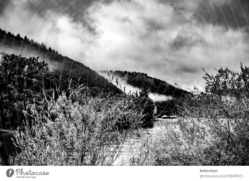 nebelwald melancholisch melancholie beeindruckend dunkel dramatisch Ferien & Urlaub & Reisen Wald Schwarzweißfoto wandern Natur Außenaufnahme Umwelt Wolken