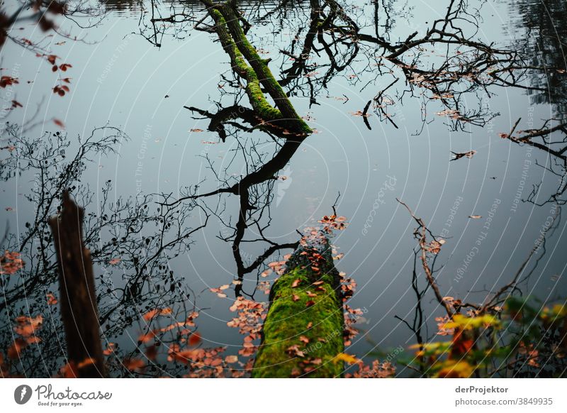 Baumstamm in See in Brandenburg Landschaft Ausflug Natur Umwelt wandern Sightseeing Pflanze Herbst Schönes Wetter Wald Akzeptanz Vertrauen Glaube Herbstlaub