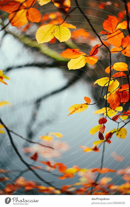 Laub mit See im Hintergrund  in Brandenburg Landschaft Ausflug Natur Umwelt wandern Sightseeing Pflanze Herbst Schönes Wetter Baum Wald Akzeptanz Vertrauen