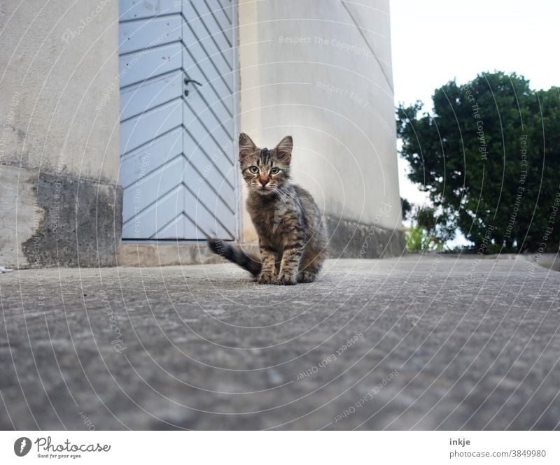 hello kitty - korsiches Straßenkätzchen Farbfoto Außenaufnahme Nahaufnahme Tierportrait Katze Katzenjunges Straßenkatze allein 1 grau getigert Tiernot trist