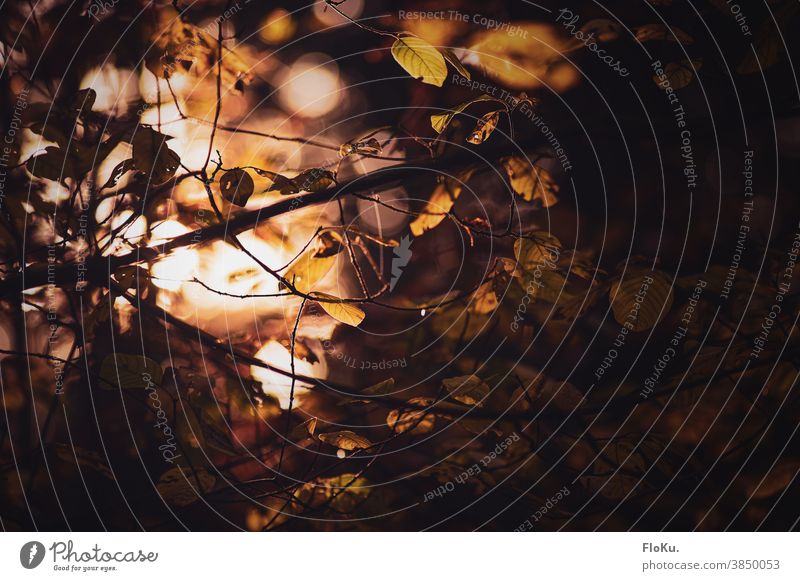 Blätter und Zweige in goldenem Hersbtlicht natürlich Tag herbstlich Herbstfärbung Zweige u. Äste Außenaufnahme Farbfoto Pflanze Umwelt Natur Baumkrone