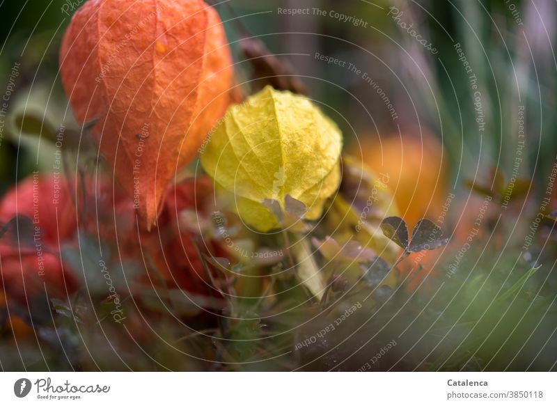 Physalis im Herbst Braun Grün Orange Design Vergänglichkeit Garten Frucht Samen vertrocknen Lampionblume Pflanze Flora Natur Gelb