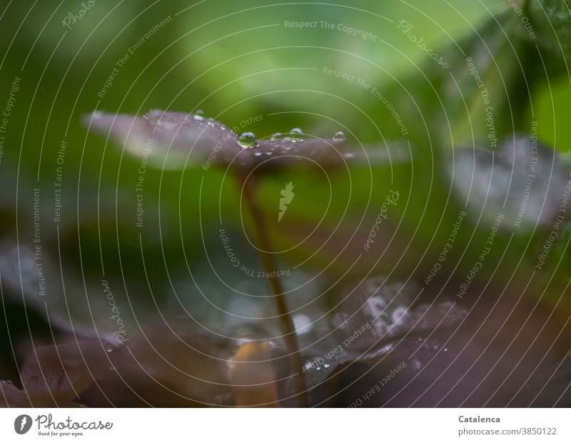 Es regnet, Regentropfen sammeln sich auf dem Kleeblatt Natur Flora Pflanze Roter Gkücksklee Blätter wachsen gedeihen Garten Tropfen nass Wasser Braun Grün