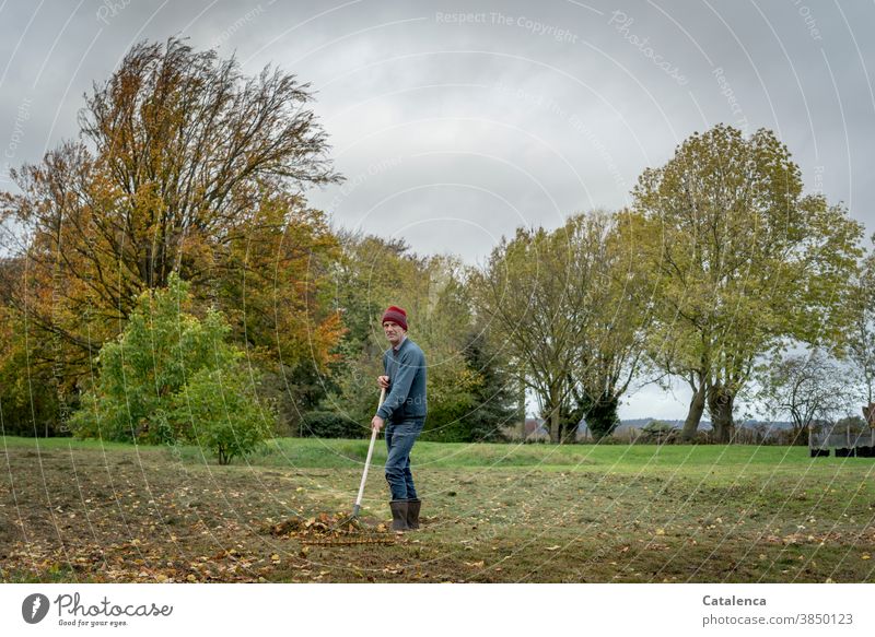 Laubrechen im Herbst auf der Wiese Natur Jahreszeit Bäume Blätter Herbstlaub Person Mann Pflanze Herbstfärbung Herbstbeginn Vergänglichkeit Herbstwetter