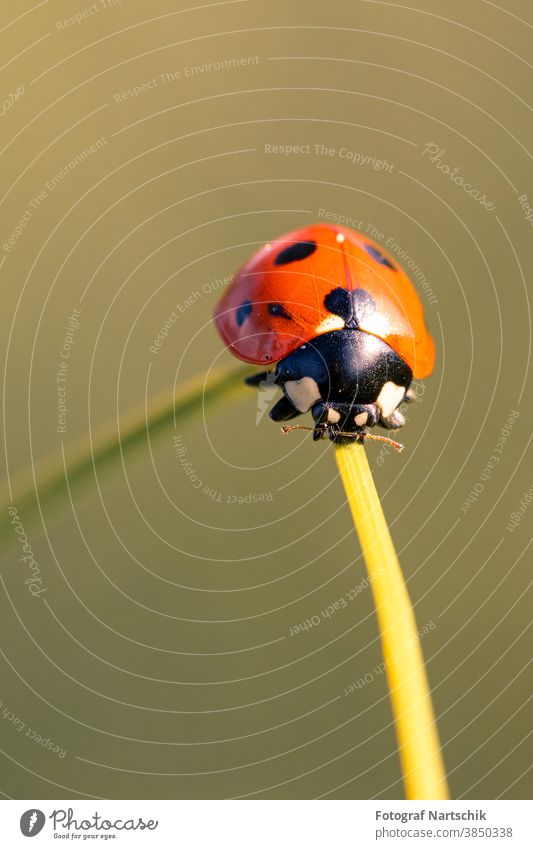 ein Marienenkäfer auf einem Grashalm im morgendlichen Sonnenaufgang mit grünem Hintergrund Marienkäfer Grünpflanze Siebenpunkt-Marienkäfer Insekt Insektenschutz