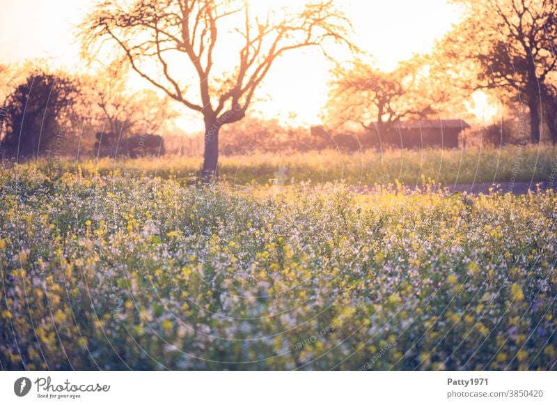 Abendstimmung über einer Wildwiese Landschaft Natur Außenaufnahme Wiese Feld Baum Menschenleer Umwelt romantisch Sonnenuntergang Sonnenlicht Licht Gegenlicht