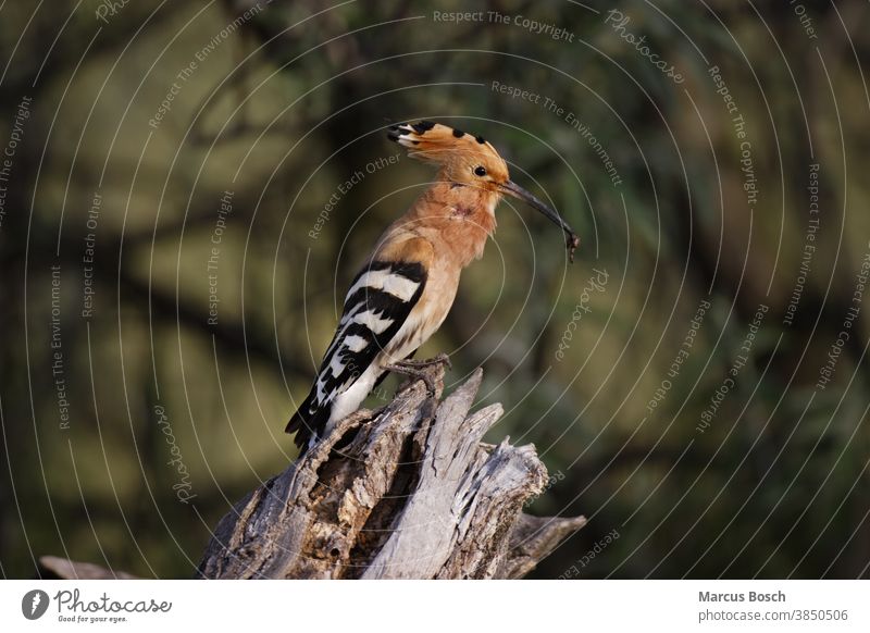 Wiedehopf, Upupa epops, hoopoe Ferderhaube Holzhaufen Morgen Naturschutz Sonne Tier Tiere Umwelt Umweltschutz Voegel Vogel Zugvogel Zugvoegel aussterben bedroht